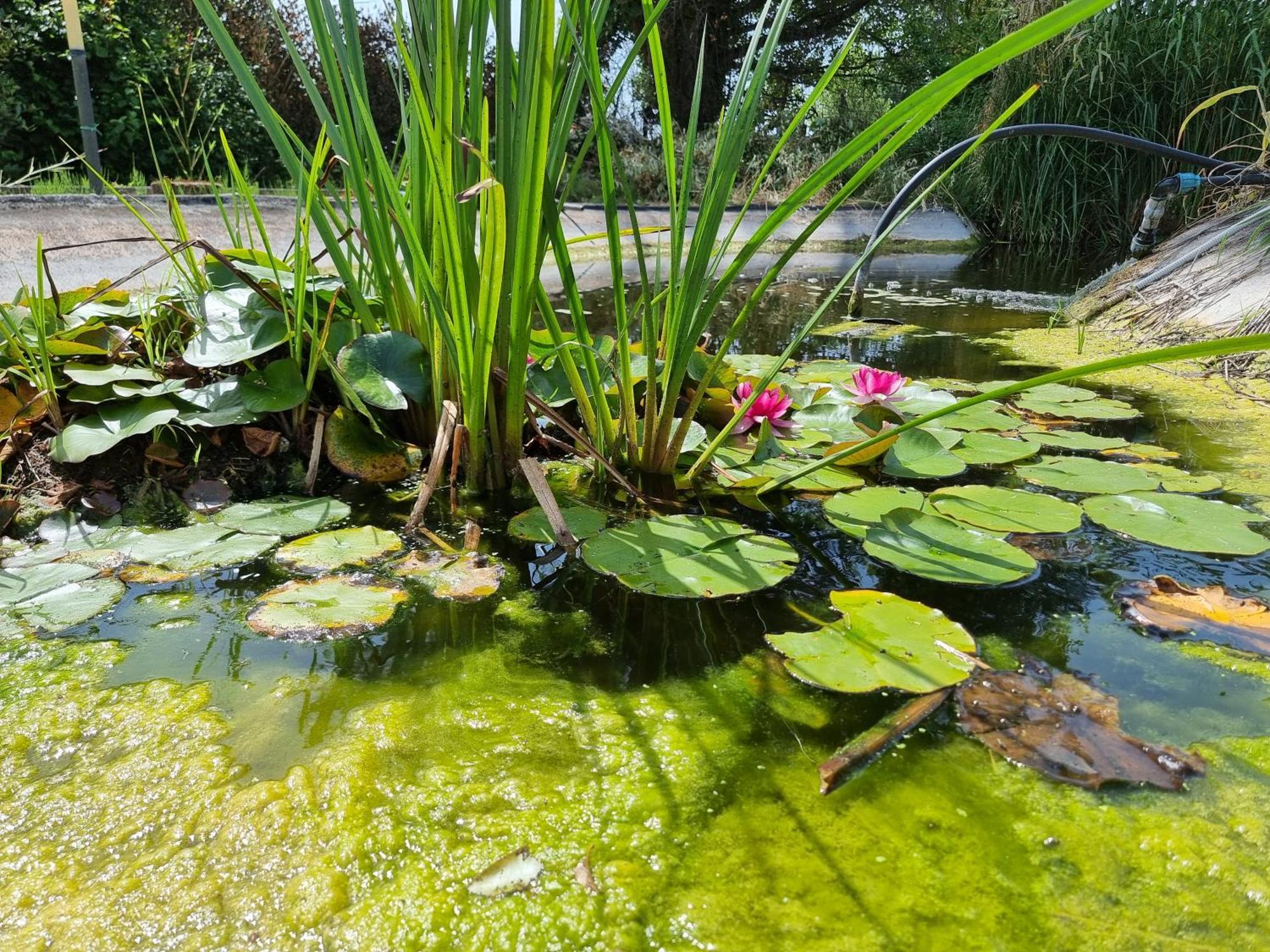 Piscina Privata Tiger Home, Toscana Capannori Dış mekan fotoğraf